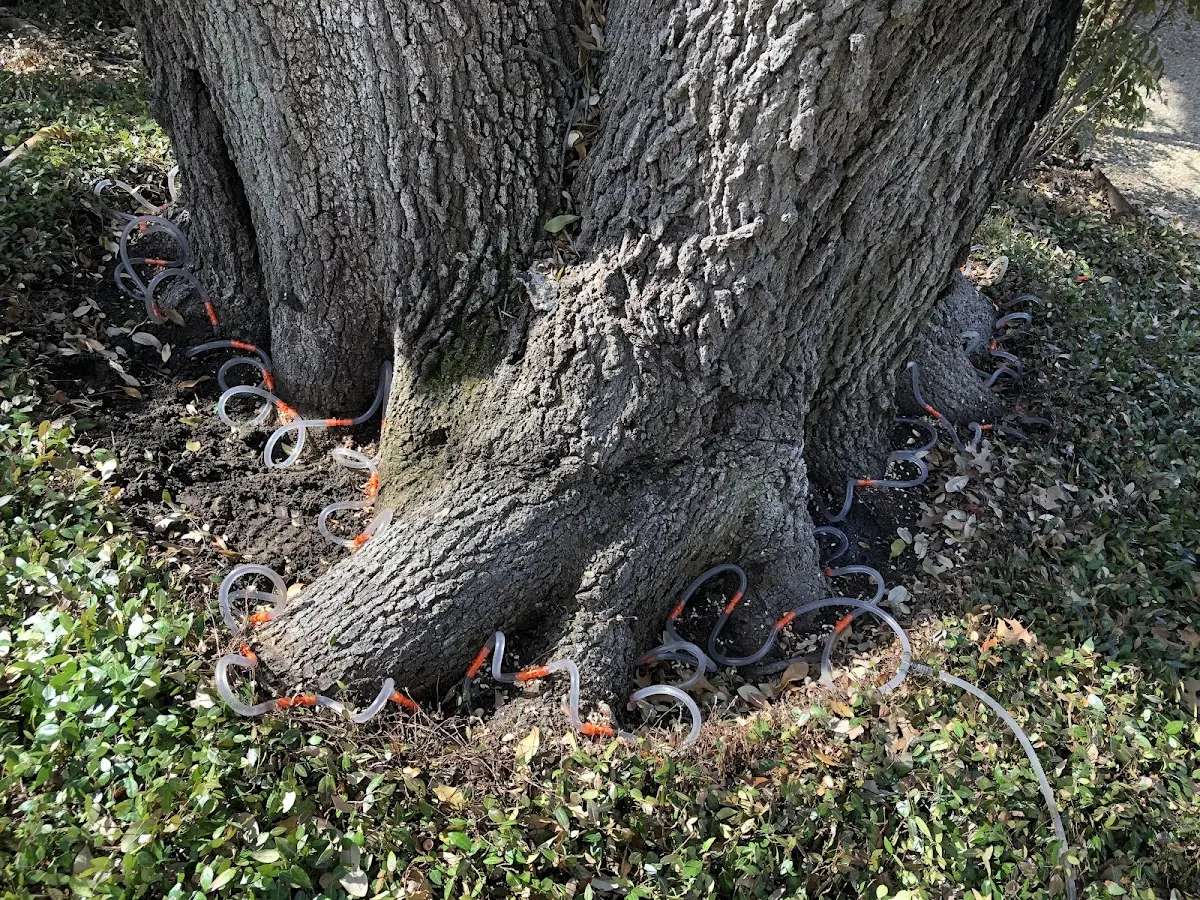 Detailed Tree Cabling and Bracing job site in Salisbury
